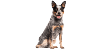 Le Bouvier Australien, un chien d’exception pour un maître proactif