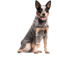 Le Bouvier Australien, un chien d’exception pour un maître proactif