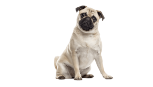 Le Carlin, un chien affectueux pour un maître patient