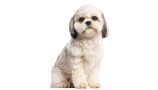 Le Shih Tzu, un petit chien aux multiples qualités