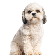 Le Shih Tzu, un petit chien aux multiples qualités