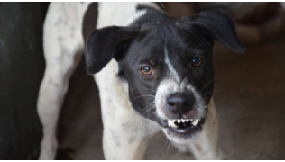 Un chien agressif atteint de la rage grogne et montre les dents