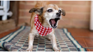 Un chien de race Chihuahua atteint de troubles du comportement aboie