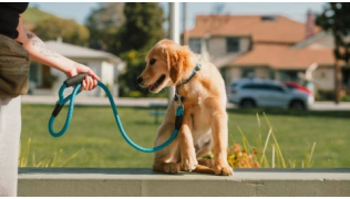 Un chiot de race Golden fait confiance à sa maîtresse pour monter sur un muret pendant une balade