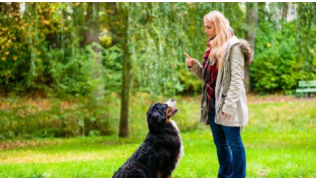 Une maîtresse apprend à son chien Bouvier Bernois les 7 ordres les plus importants