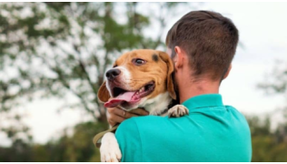 Un chien beagle en confiance dans les bras de son maître
