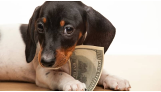 Un chiot tient un billet entre ses pattes