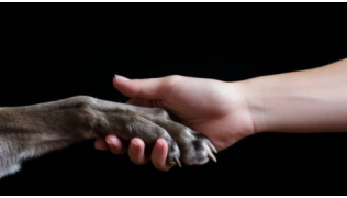 Un humain tient la patte de son chien pour symboliser le respect du bien-être animal