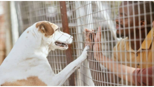 Un chien adulte en refuge saute sur le grillage de son box alors que ses futurs adoptants le regardent