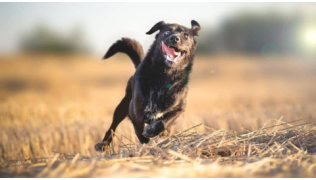 Un chien noir incontrôlable court dans un champ