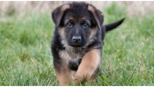 Un chiot de race Berger Allemand de deux mois se promène à l'extérieur