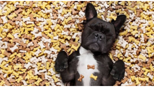 Un chien Bouledogue Français est couché sur un tas de friandises