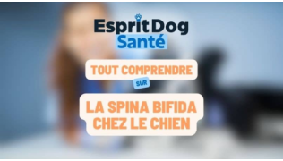 Esprit Dog Santé : Tout comprendre sur la spina bifida chez le chien