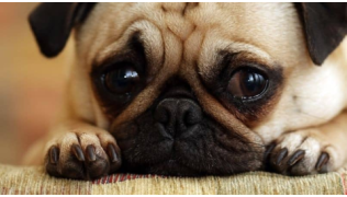 Un chien de race Carlin est couché sur un tapis avec un air triste et regarde dans le vide