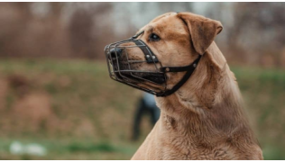 Un chien Labrador qui porte une muselière dans un parc