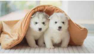 Deux chiots Huskys sous une couverture