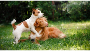 Deux chiens sont couchés dans l'herbe et regardent au loin