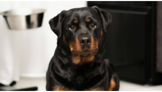 Un chien Rottweiler couché dans un cabinet vétérinaire pour une évaluation comportementale