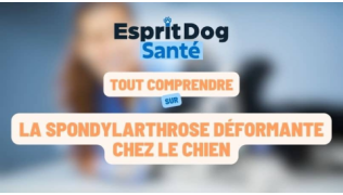 Esprit Dog Santé : Tout comprendre sur la spondylarthrose déformante chez le chien