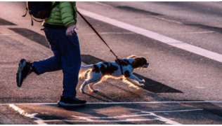 Un chien Cavalier King Charles traverse la route en toute sécurité avec son maître