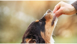 Un maître donne un friandise à son chien pour l'éduquer