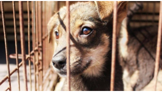 Un chien atteint de la toux du chenil dans un box en chenil