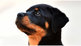 Un chiot Rottweiler concerné par l'évaluation comportementale