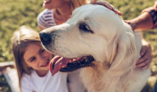 Un gentil chien de race Golden se fait caresser par sa famille pendant une balade