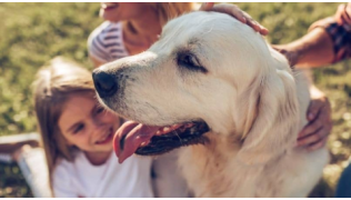 Un gentil chien de race Golden se fait caresser par sa famille pendant une balade