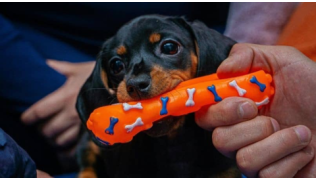 Un chien Teckel tient un jouet orange dans sa gueule et refuse de le donner à son maître