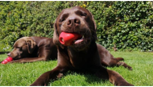 Deux chiens Labradors jouent avec leur jouet d'occupation Kong, couchés dans l'herbe