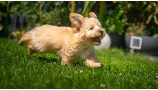 Un petit chien n'écoute pas et court dans le jardin