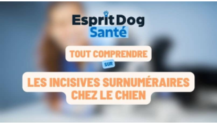 Esprit Dog Santé : Tout comprendre sur les incisives surnuméraires chez le chien