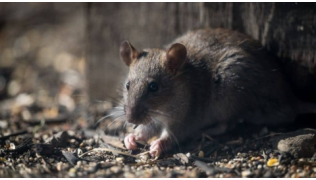 Un rat, responsable de la transmission de la leptospirose aux chiens, mange une graine