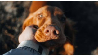 Un maître est connecté à son chien et tient sa tête entre ses mains
