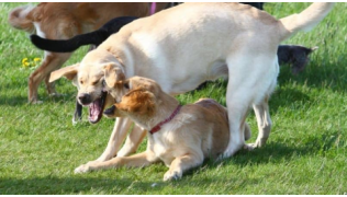 Un chien régulateur corrige un autre chien lors d'une partie de jeu