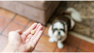Un maître s'apprête à donner un antiparasitaire en cachet à son chien