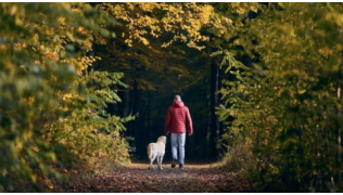Un chien de race Labrador marche dans la nature avec son maître