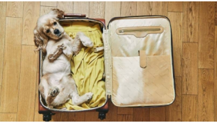 Un chien Cocker couché dans la valise de ses maîtres pour partir en vacances