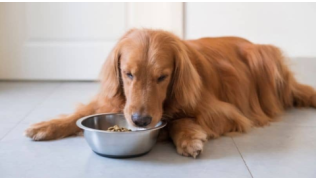 Les repas chez le chien et ses besoins en eau