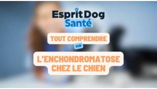 Esprit Dog Santé : Tout comprendre sur l’enchondromatose chez le chien