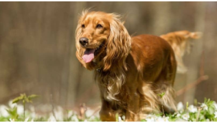 Un chien de race Cocker debout dans un champ de fleurs regarde son maître