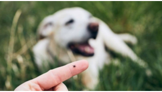 Un homme tient une tique sur son doigt pendant que son chien est couché dans l'herbe