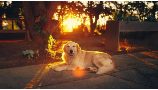 Soleil : un sérieux danger pour votre chien !