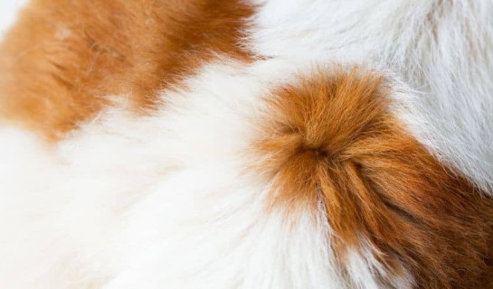 Gros plan du pelage et d'es poils d'un chien blanc et roux
