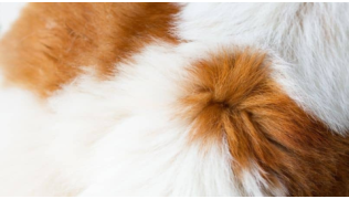 Gros plan du pelage et d'es poils d'un chien blanc et roux