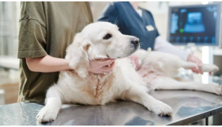 Un chien Golden Retriever se fait ausculter chez le vétérinaire pour savoir s'il a des maladies