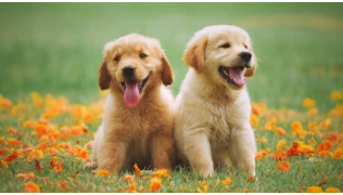 Deux chiots Golden Retriever souriants, conseils avant l'achat