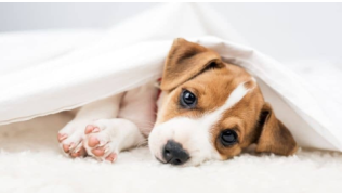 Décès de son chien : reprendre un chien est-ce une bonne idée ?