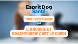 Esprit Dog Santé : Tout comprendre sur l’anourie et brachyourie chez le chien